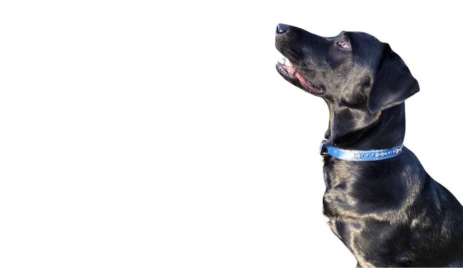 Black dog wearing a blue collar on a white background