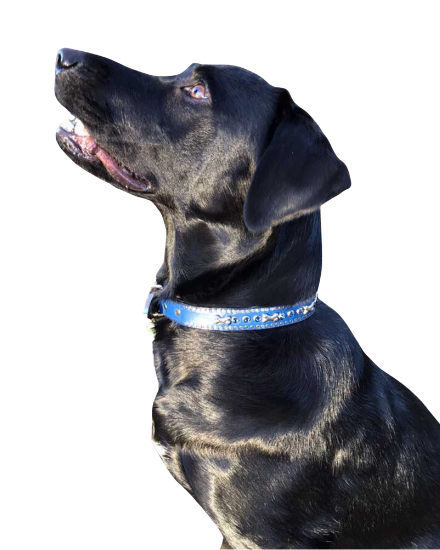 Black dog wearing a blue collar on a white background