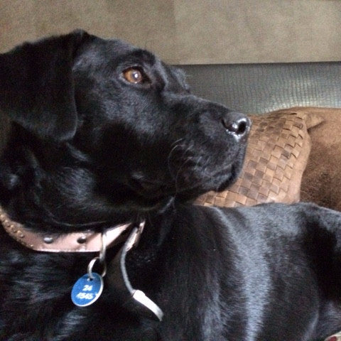 Pink Leather with salmon turquoise stones 3/4 Inch , Dog Collar - RockStarDogCollars