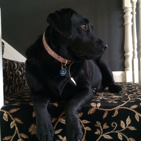 Pink Leather with salmon turquoise stones 1/2 Inch , Dog Collar - RockStarDogCollars